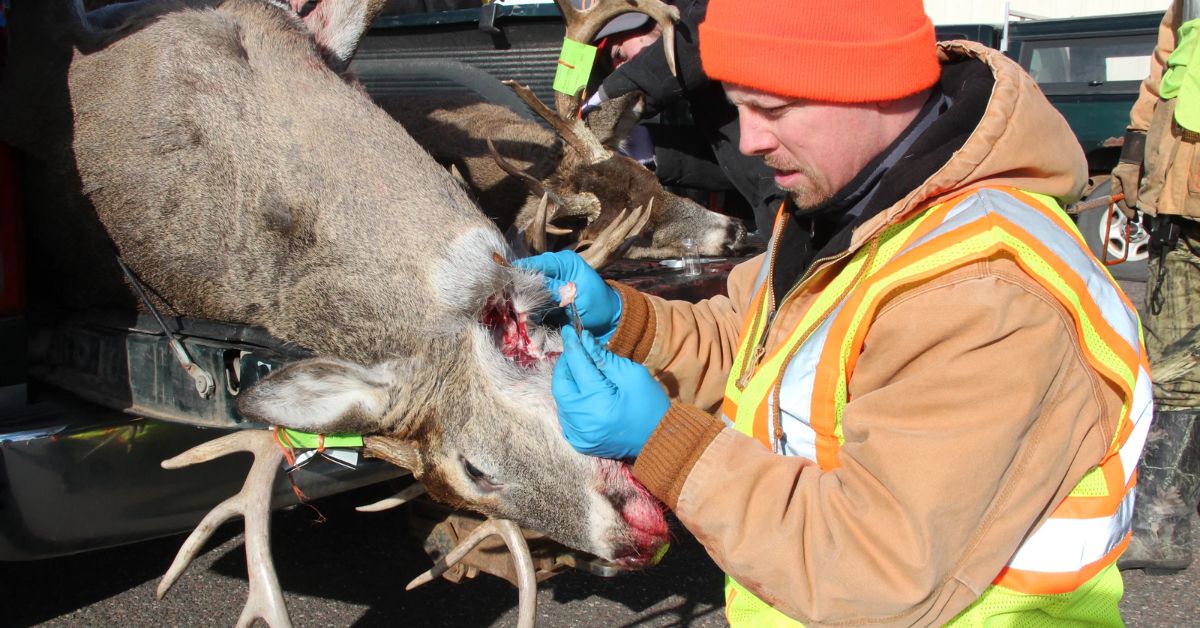 Langlade County Wild Deer Have Chronic Wasting Illness