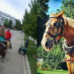 Mackinac Island Horse Accident