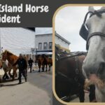 Mackinac Island Horse Accident