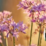 Zach Snortum Obituary